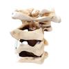 Simulated Spine Pen Holder Vertebral Column Resin Stationery Pencil Stand Organizer Container Home Office Desktop Decoration Ornament