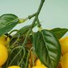 Handmade Artificial Lemons String Foam Elegant Simulation Lemon Branches DIY Lifelike Faux Lemon Home Table Party Decor