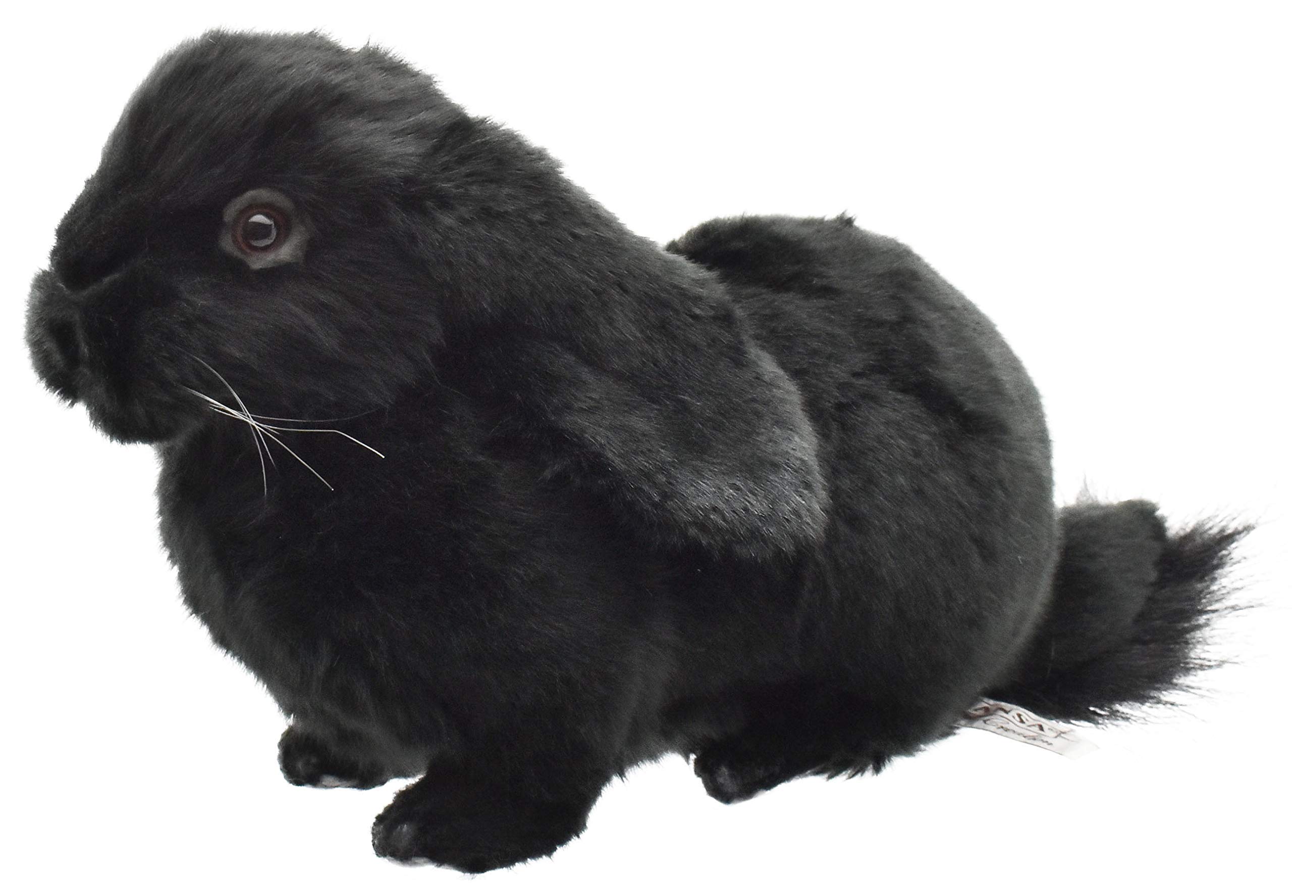 

BH8142 HANSA Holland Lop Черный 33