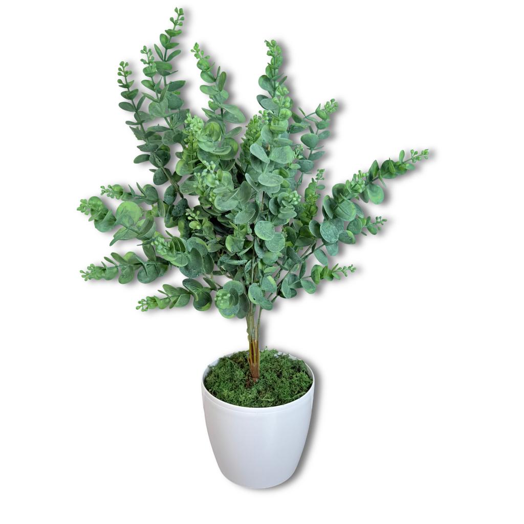 Kwiatek doniczkowy - eukaliptus 58 cm