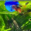 Floating Fish House Aquarium Shelter Arch Design Fish Hideout for Betta Guppy Goldfish Small Tank Pond Decor,Fish Rest Area