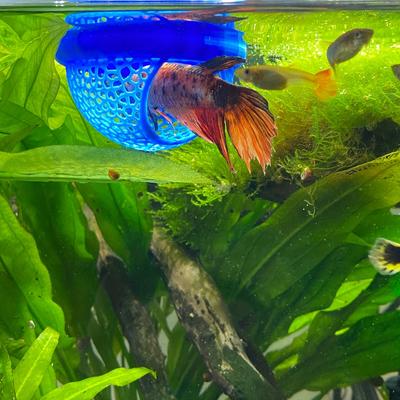 Pesci e animali marini – Scenografie per acquario