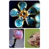 Lens Filter Yellow/Orange/Macro-/CPL-/Lens Set Seawater Fish Tank Coral Cylinder Photography Lens for Smartphones