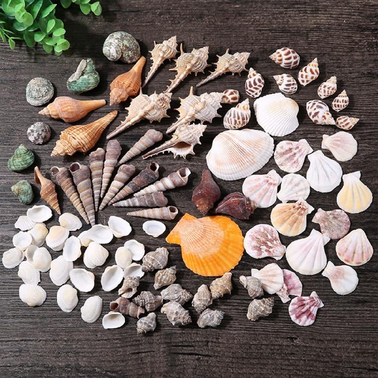 Beach Seashells Decoration Starfish Sea Snail Coral Ornament for Wedding Party
