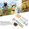 130 Pcs Set Durable Queen Bee Rearing Grafting Kit Plastic Beekeeping Queen Rearing Box  Beekeepers