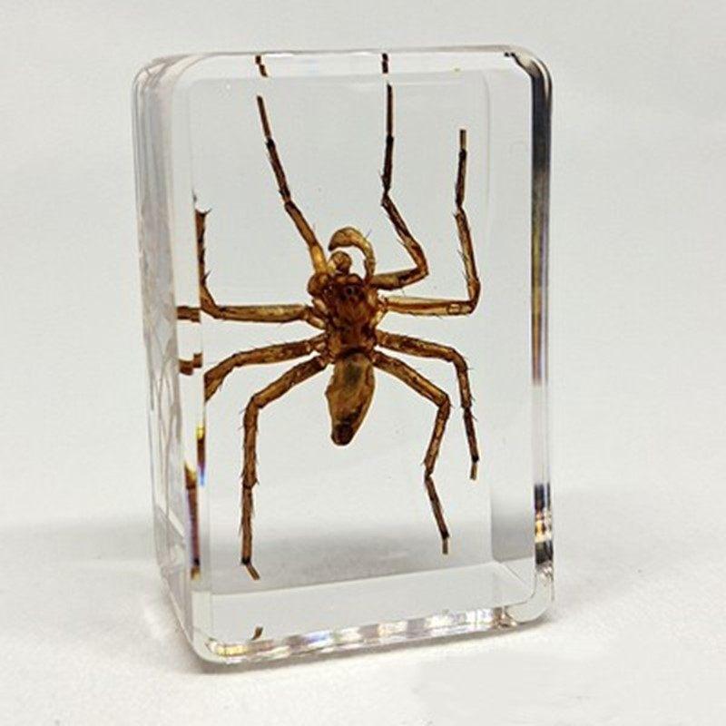 Okazy Owadów: Prawdziwy Pająk, Skorpion, Osa Błotna w Przezroczystej Żywicy do Nauczania i Dekoracji