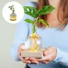 LED Illuminated Hydroponic Glass Vases For Visible Plant Root Growth Display And Ambients Night Light Decoration Home Office