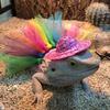 Pet Bearded Dragon Cosplay Tutu Skirt+ Hat Stylish Costume Accessories Dress Up Pet Halloween Holiday Accessories