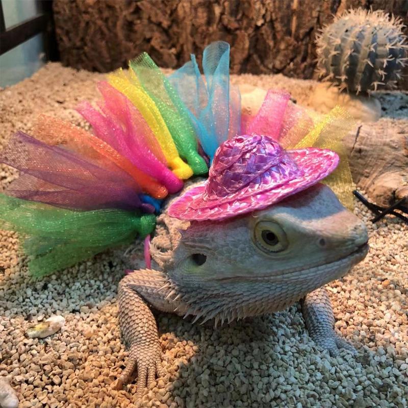 Pet Bearded Dragon Cosplay Tutu Skirt+ Hat Stylish Costume Accessories Dress Up Pet Halloween Holiday Accessories