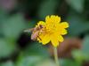 OLYMPUS ED 60mm Macro M.ZUIKO F2.8
