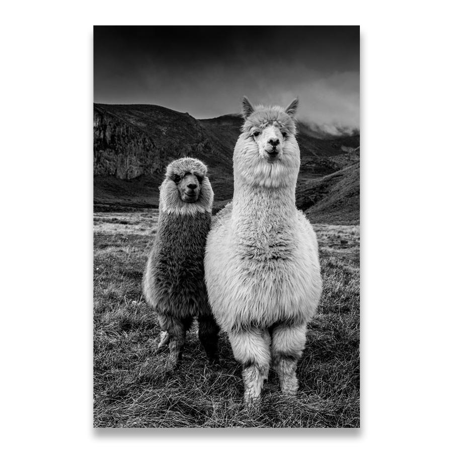 Jaguar Cow Cute Alpaca Animal Poster and Prints Black White Wall Art Nursery Canvas Painting Pictures for Living Room Home Decor