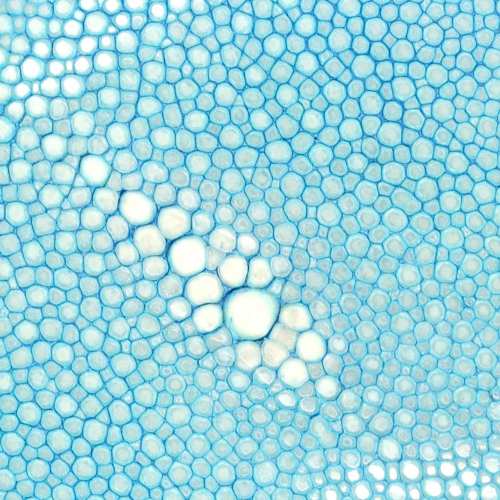 Levetta Stingray Leather Long YKK Mix Sky Light and Genuine Leather Wallet, Colors, L-Zip, Galuchat, Stingray, Blue, Blue, Men's Women's, [164-2stw]