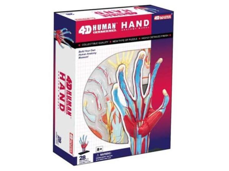 4D Human Anatomy Model Hand Puzzle 626009 by Fame Master, a 4D master educational STEM toy.