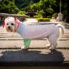 Pet Cat and Dog T-shirt Milk Silk Polyester Fabric Elastic Feel Delicate Dog T-shirt Color Matching Short-sleeved T-shirt