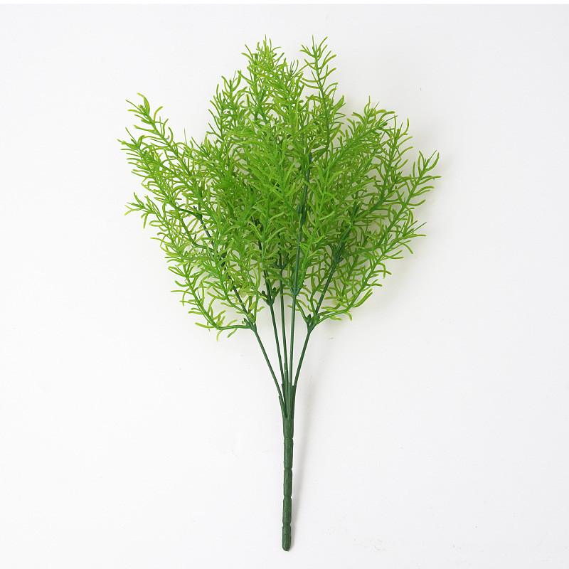 Plant Asparagus Cochinchinensis For Interior Decoration Photography Events
