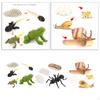 Plastic Animal Growth Model Kids Learning Biology Toys