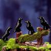 5/10Pcs Fake Bird Ghost Festival Halloween Decoration Simulation Resin Black Crow Halloween Miniature Black Crow Figurines Prop