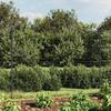 Wire Mesh Fence and Anchoring 2.2x10 M