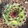 Clump-Forming Multi-Head Tie Guan Yin Succulent for Indoor or Balcony Decor