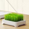 Anti-Pull Out Cat Grass Planter Plastic Wheat Seedling Pot Easy Grow Sprout Tray  Indoor Growing