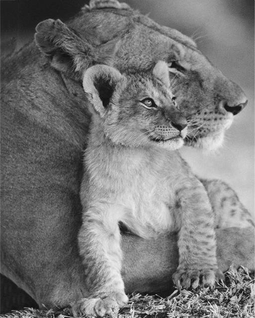 5D DIY Diamantmalerei Voll Quadrat Schwarz Weiß Tiere Diamantstickerei Löwe Tiger Mosaikbild aus Strass Dekor Geschenk