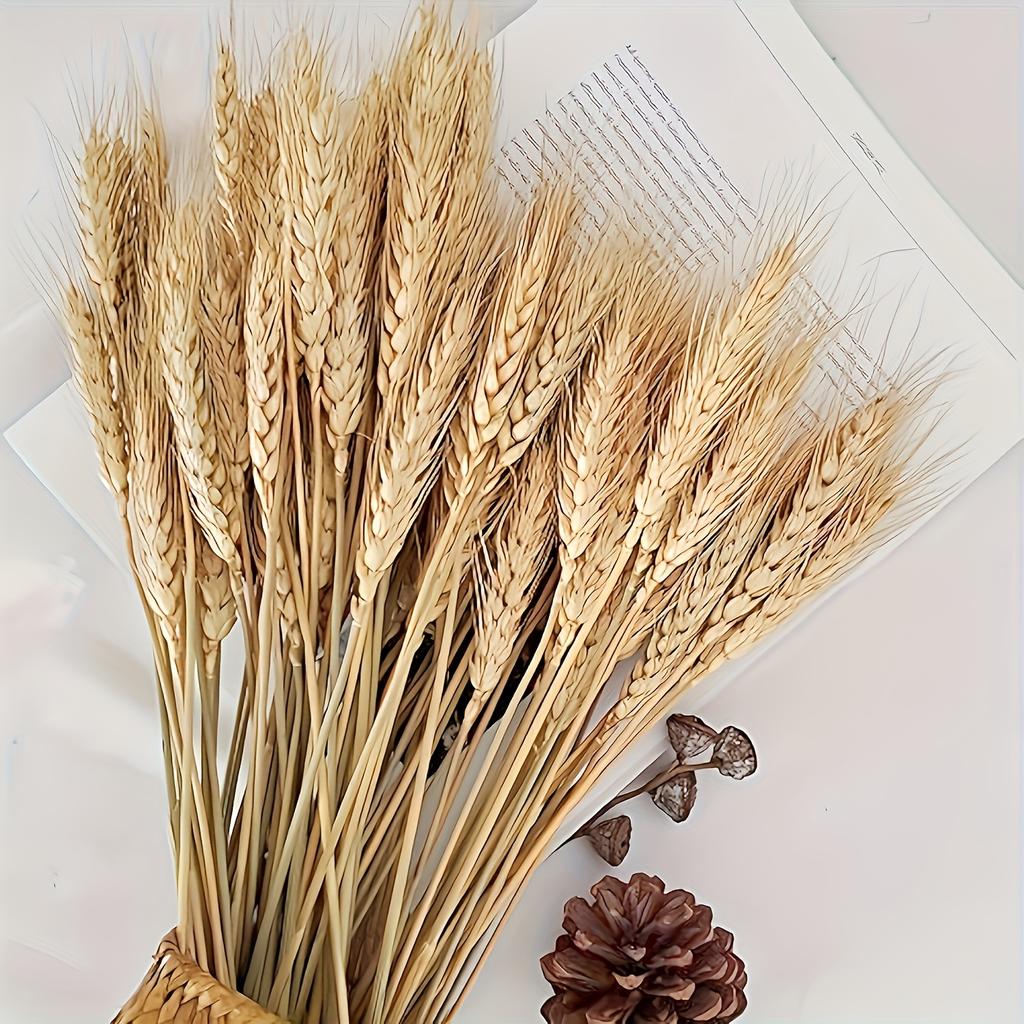Set of 50 Premium Natural Dried Wheat Flowers for Decoration, Perfect for DIY Floral Arrangements, Ideal for Farmhouse Decor, Centerpiece for Tables