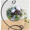 Hanging Ecological Bottle With Iron Holder Glass Vase Creative Micro Landscape Diy Gifts Home Decor