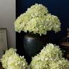 Elegant Realistic Artificial 5pcs Hydrangea Bouquet - Green & White Faux Hydrangea Stems for Wedding Centerpieces, Home Decor, and Party Arrangements
