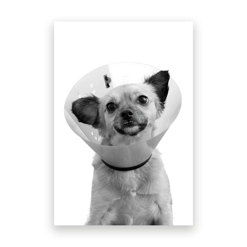 Pet Care Art Prints Black White Photography Posters Cat Dog Canvas Painting Animal Clinic Wall Pictures Veterinary Office Decor