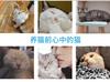 Transparent Removable Anti Cat Scratch Sofa Protection Sticker Pet Cat Supplies