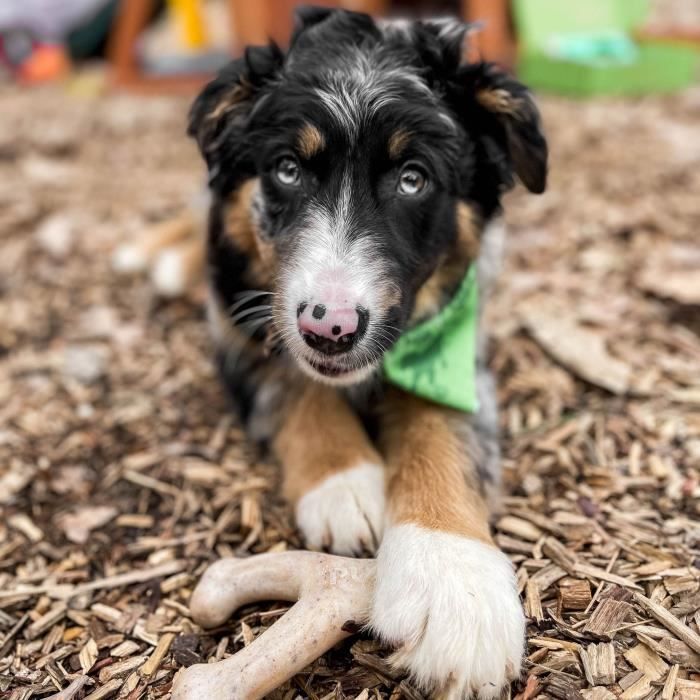 Os À Mâcher Pour Chien Adulte Saveur Poulet - BENEBONE - Taille L