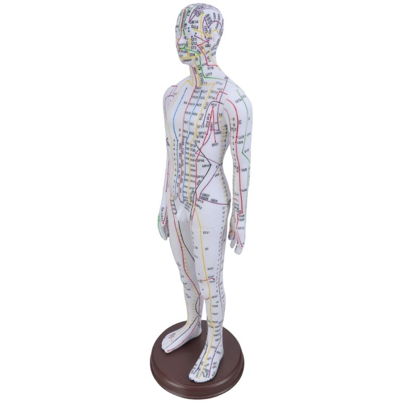 Human Acupuncture Model with Meridian Points Male Acupuncture Model Female Acupuncture Model with Numbered Chinese Point