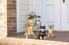 H2O Lovely Dog Mameshiba Black