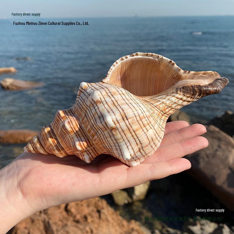 

Натуральное украшение из ракушки Красный Шпиль - Декор для аквариума, Украшение для дома, Детский подарок, Звук моря