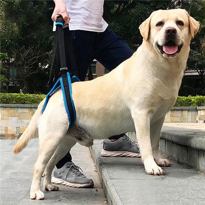 petsmart knee brace for dogs