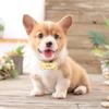 Hollowed Paw Shaped Collar  Pendant Engraved Dog Name Label Stainless Steel Shiny Puppies Tags