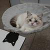 Removable Cover Cat Desk Bed Breathable Kitten Table Bed Universal Cat Perch  Indoor Use