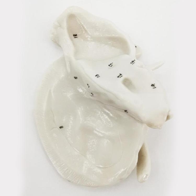 Human Skeleton Model for Lab School Temporal Bone Model Human Ethmoid Bone Anatomy Model Medicals Teaching Tool