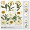 Handmade Pressed Flower Bookmark and Epoxy Sticker Pack with Real Leaf and Plant Specimens for DIY Face Makeup.
