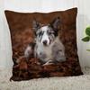 Pillowcase Border Collie  Modern Home Living Room Decor