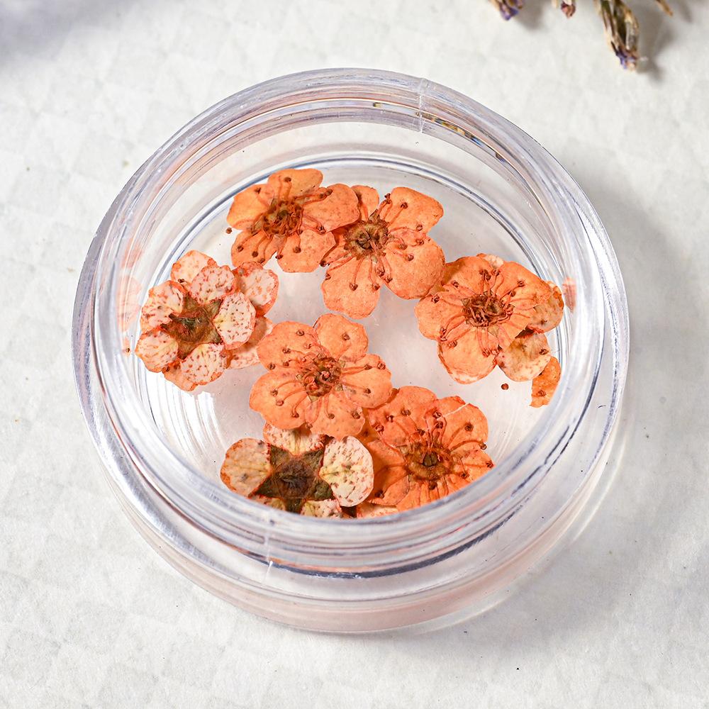 10PCS/Box Small Daffodil Dried Flower for Nail Art Decorations Natural Real Pressed Flower Making up Phone Case Mold Making