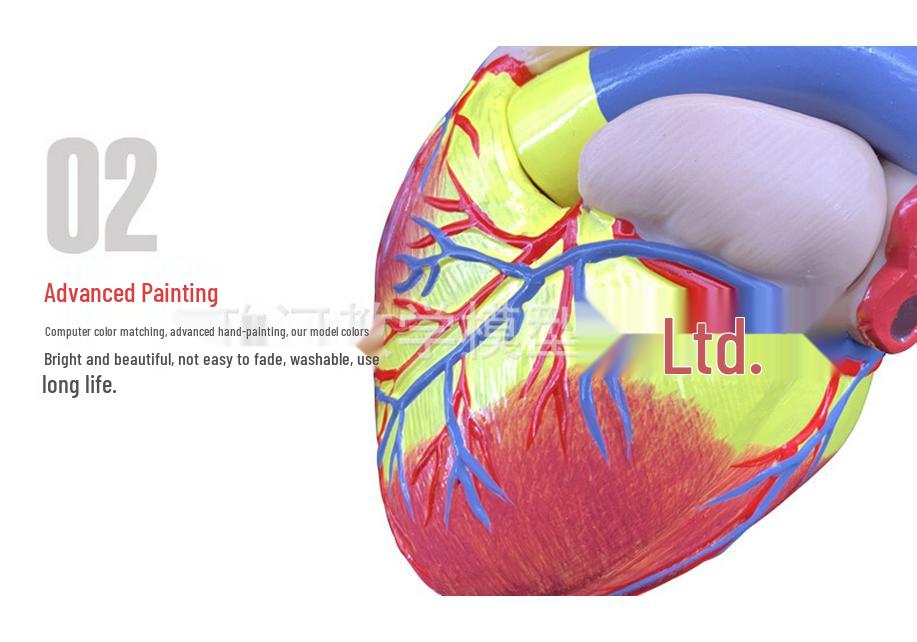 Natural Heart Anatomy Model for Cardiology and Ultrasound Teaching