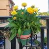 Hanging Flower Pot Basket Round Plants Rack Mini Flower Pot Rack  Balcony