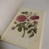 [USED] Collection of Works: Maria Sibylla Merian NEW BOOK OF FLOWERS
