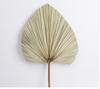 Nordic Style Large Cattail Leaf Fan Dried Flowers Sunflower Leaves Palm Leaves Aesthetic Flower Arrangement Material Wedding Sha
