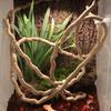 Reptile Habitat Decor: Simulation Vine with Lizard, Chameleon, Snake & Gecko Climbing Features