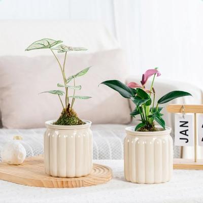 Pot de Plantes Hydroponiques Auto-Arrosant Tendance Plastique Amovible Pot de Fleurs Mini Jardinière à Succulentes Vase de Table