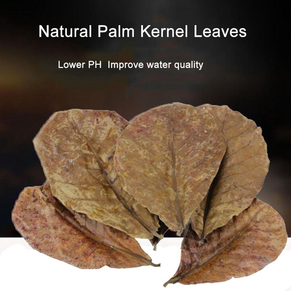Fish Cleaning Acid Effect Fish Treatment Terminalia Leaves Aquarium Tank Decor Terminalia Leaves