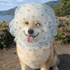 Netz-Haustier-Anti-Mücken-Kopfbedeckung Atmungsaktiv Liebe/Punktmuster Hund Dekorative Kopfbedeckung Verstellbare Hundegesichtsmaske Outdoor