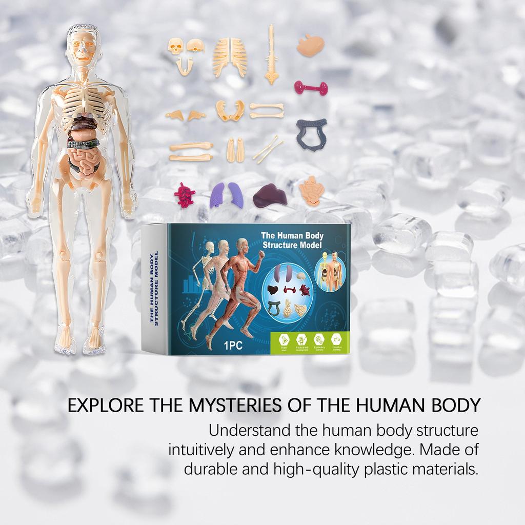 Children's Manikin, Interactive Science Kit Educational Anatomy Toy Kit Human Structure Model Educational Toys